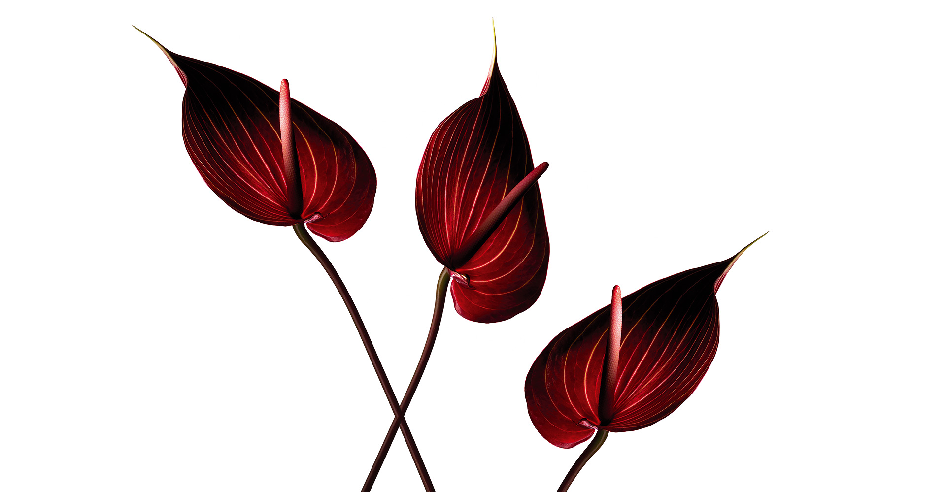 Schroers-Blumen-002