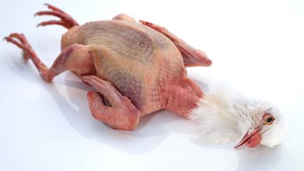 Food Fotograf Düsseldorf Taube